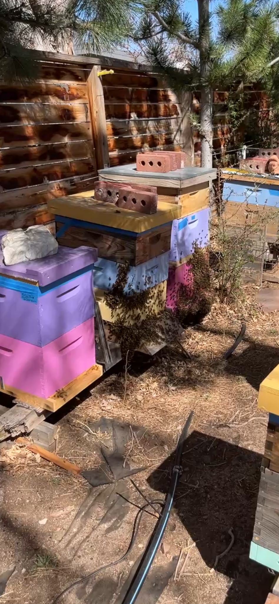 Host a Hive