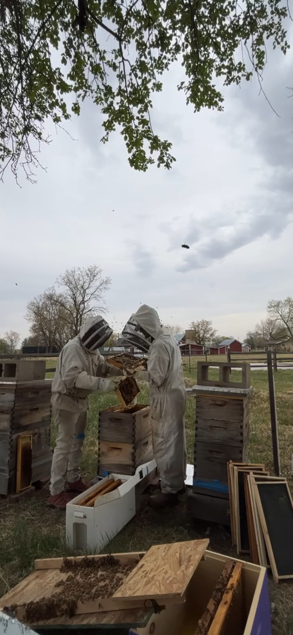 Host a Hive
